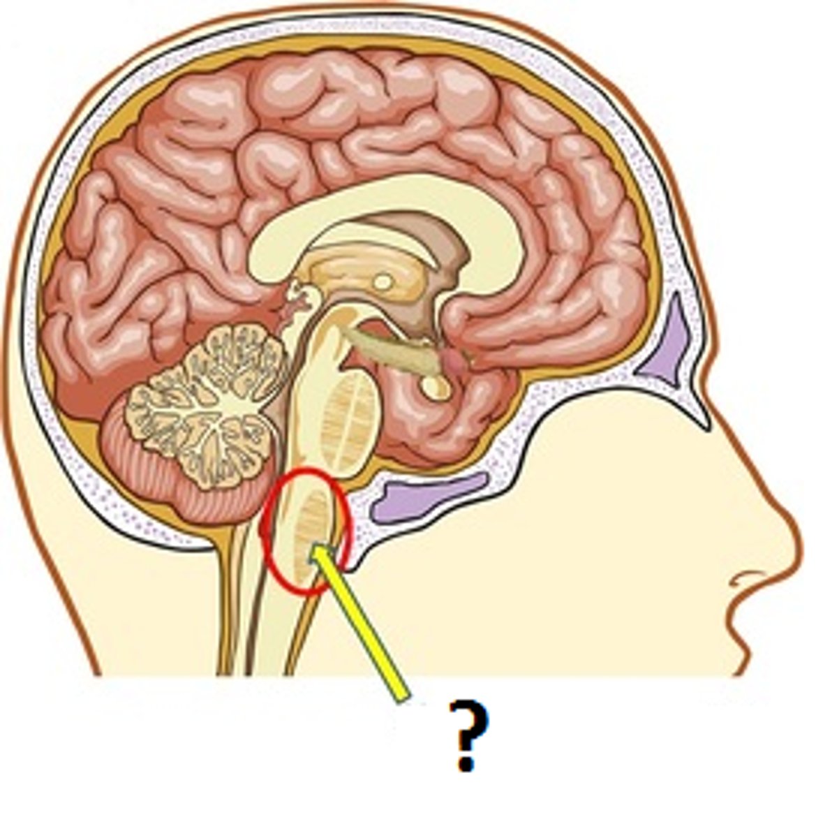 <p>part of brain stem involved in basic functions, such as heartbeat and breathing</p>