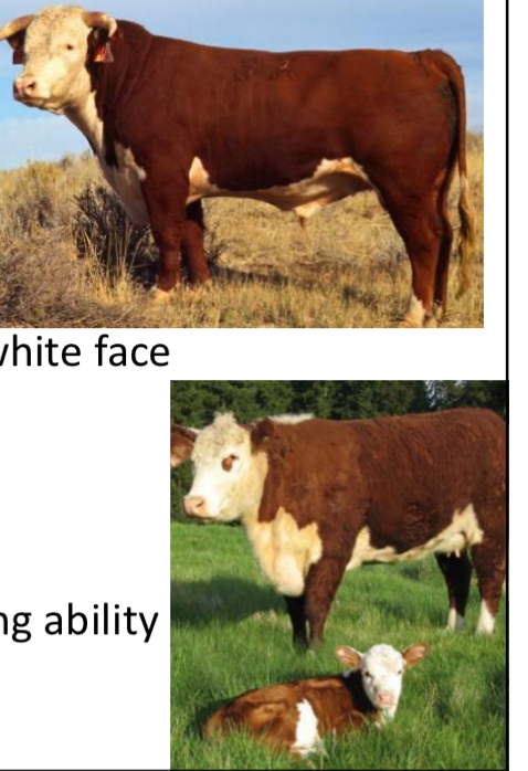 <p>BEEF CATTLE BREEDS: what is the breed, origin, size, horns, and their traits?</p>