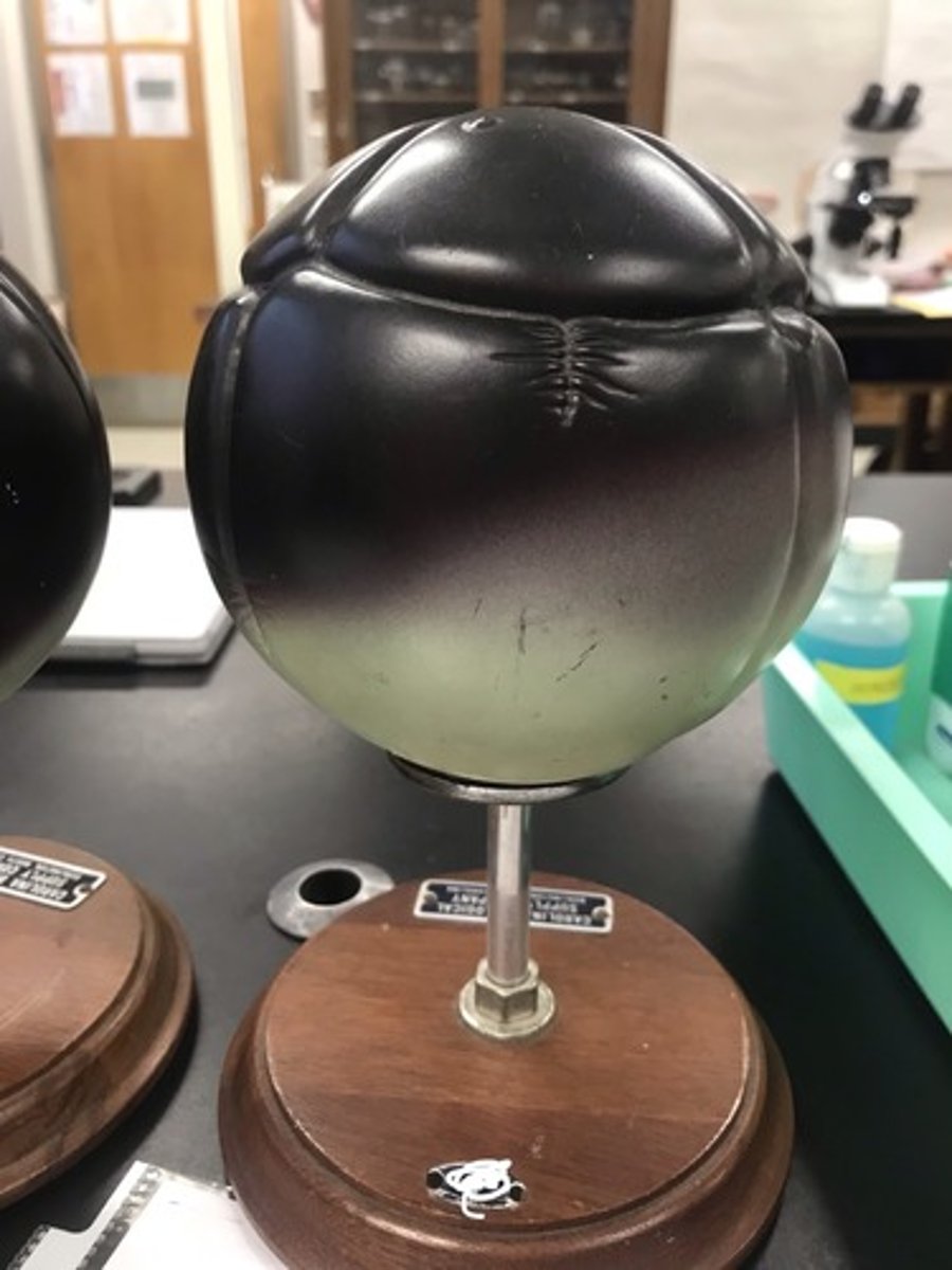 <p>For the following model, give the following:</p><p>1) stage of embryonic development</p>