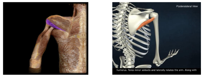 <p>Action: Shoulder external/lateral rotation</p>