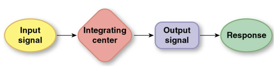 Regulated variables are kept within normal range by control mechanisms.

\
Two types:

* Local control restricted to a tissue
* Reflex control for long-distance pathway i.e. nervous and/or endocrine systems
