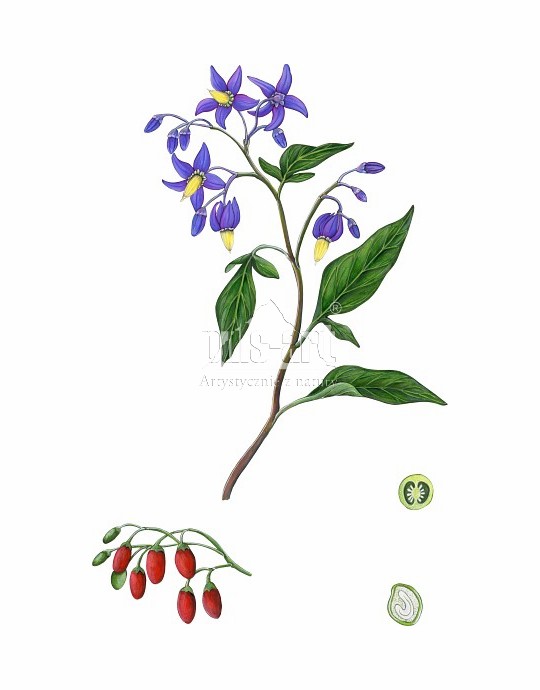 <p>psianka słodkogórz</p>