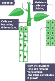 <p>occurs in meristem region</p>
