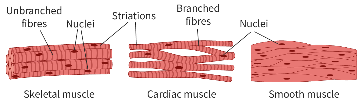 <ul><li><p>Skeletal</p></li><li><p>Cardiac</p></li><li><p>Smooth</p></li></ul>