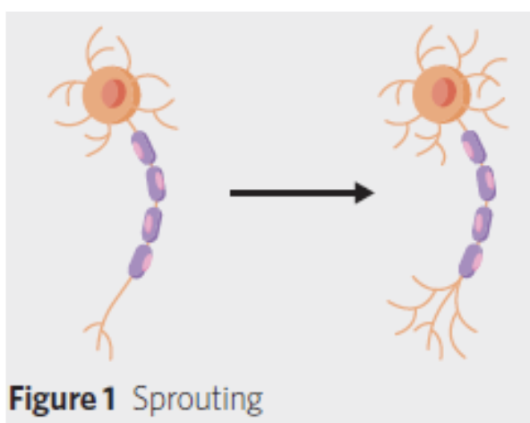 <p><span style="background-color: transparent;"><span>Dendrites or axons develop </span><strong><span>new extensions</span></strong></span></p><ul><li><p><span style="background-color: transparent;"><span>Increases the reach of the neuron</span></span></p></li><li><p><span style="background-color: transparent;"><span>Enables the strengthening of synaptic connections.</span></span></p></li></ul><p></p>
