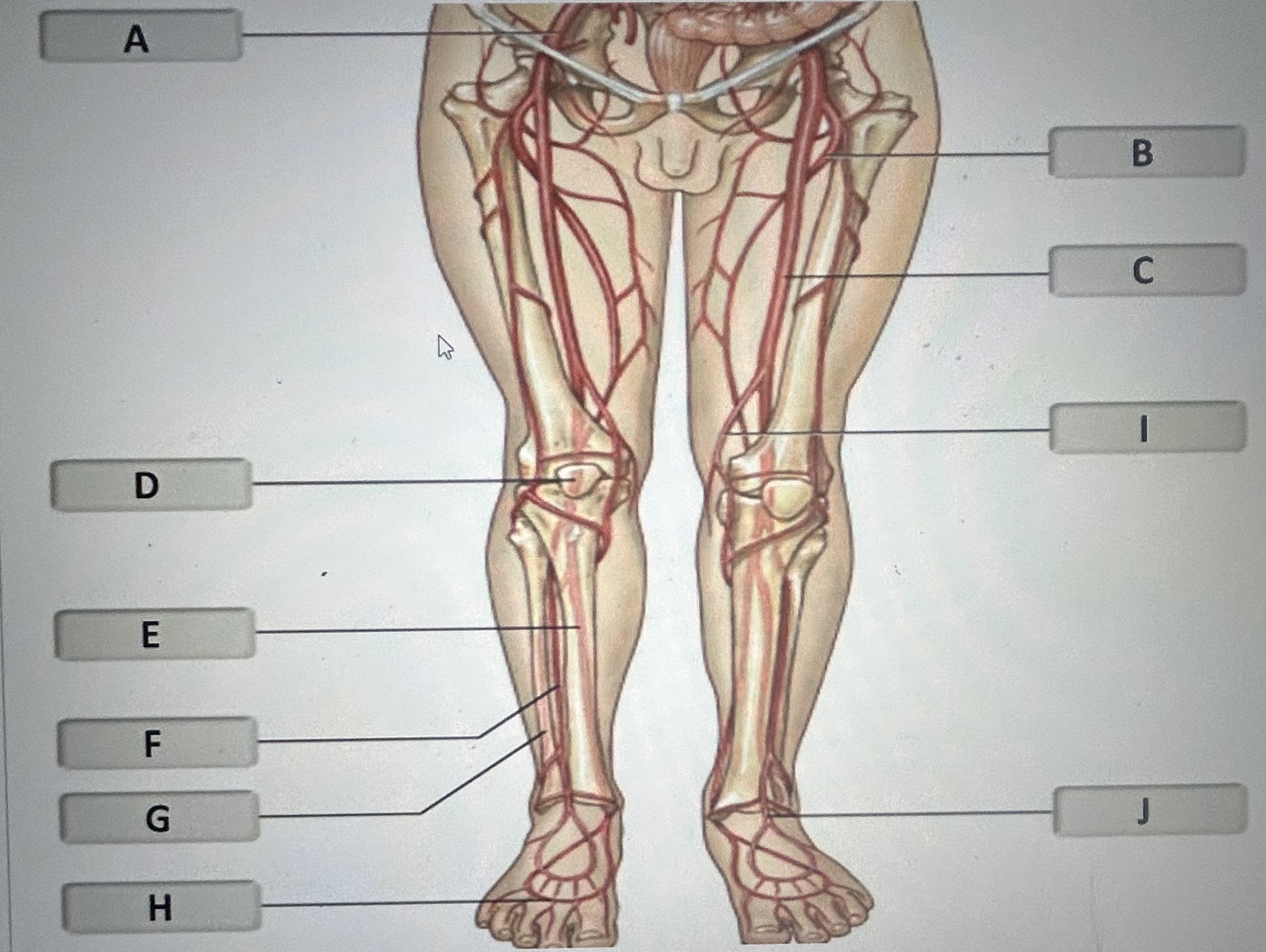 Identify the major artery labeled J 
