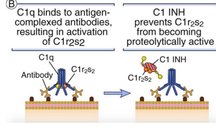 <p>a soluble inhibitor</p><p>prevents C1 complex assembly, blocking classical pathway </p>