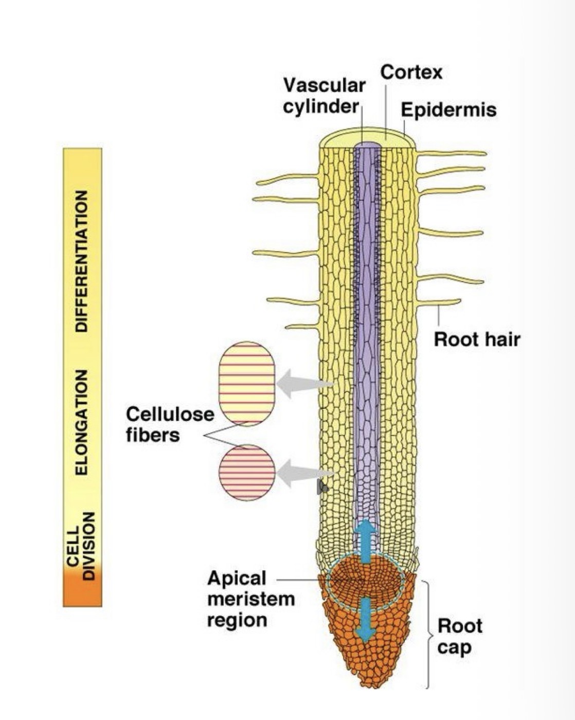 <p>In the growing tips - meristems - of shoots and roots, where the cells are dividing. </p>