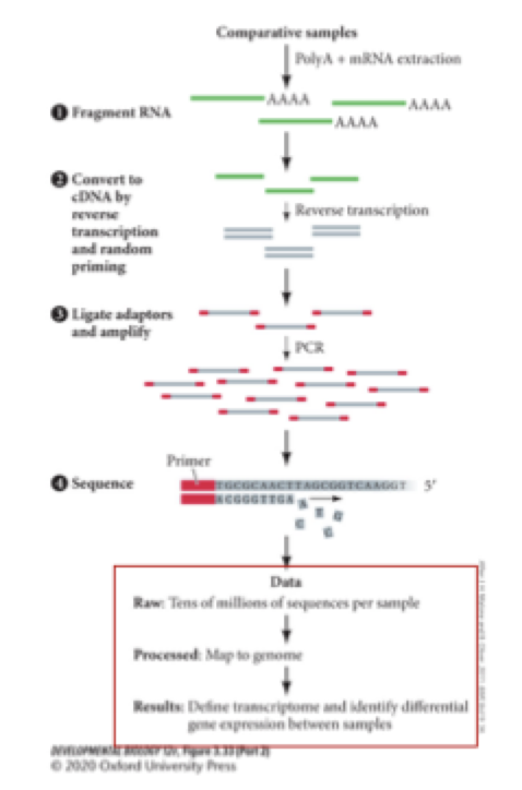 <p><strong>what is RNA-seq and when would we use it? </strong></p>