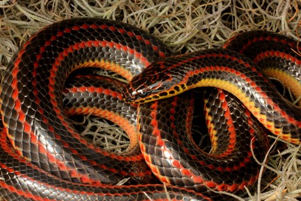 <p>aquatic; south of the fall line; eats American eels; red lines going from nose to tail; have a lot of colors</p>