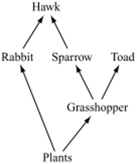 <p><span>Which of the following terms best describes the relationship between the sparrow and the toad?</span></p><p></p><p><span>Commensalism</span></p><p><span>Competition</span></p><p>&nbsp;<span>Predation</span></p><p><span>Mutualism</span></p>