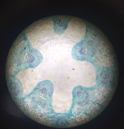 dicot stem