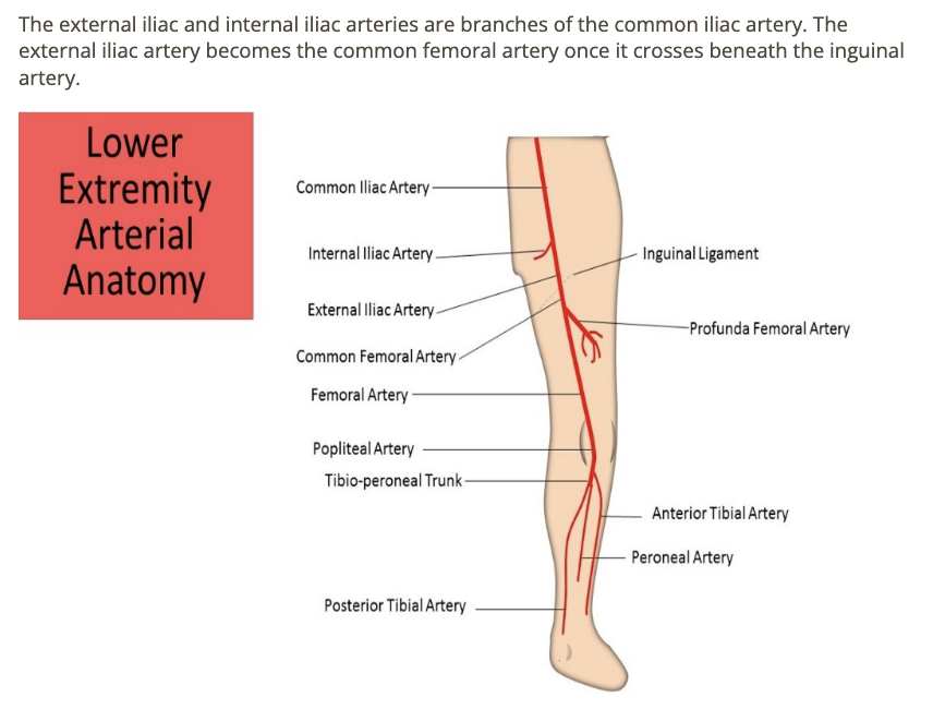 <p>d) common femoral, external + internal iliac artery </p>