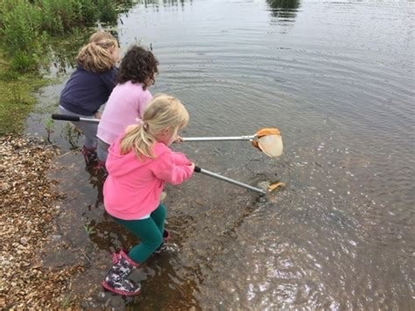 <p>A net mounted on a stick used to catch small aquatic creatures (e.g. leeches, tadpoles)</p>