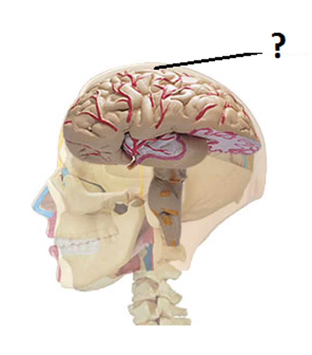 <p>aka cerebrum; higher processing, includes all the lobes</p>