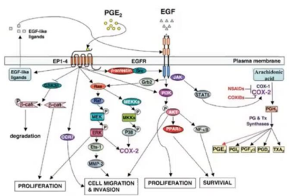 <p>TRUE OR FALSE:<br>Components from one pathway will have an influence on the components or molecules in any other pathway</p>