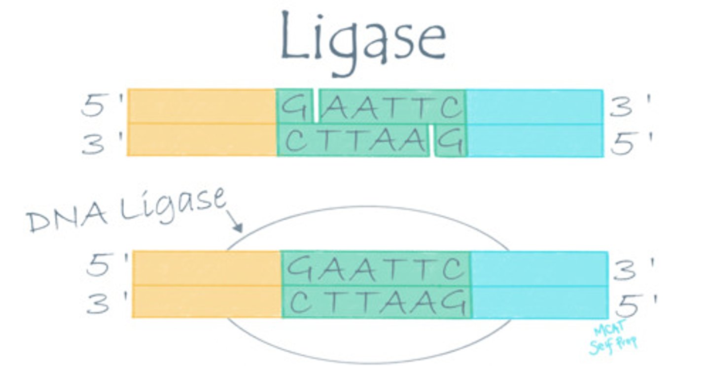 <p>Ligase enzymes catalyze reactions between molecule A and molecule B to form a complex molecule AB.</p>