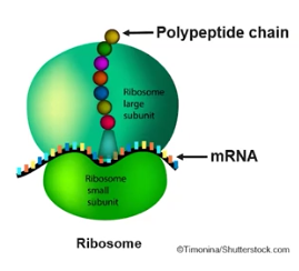 <p>Ribsomes</p>