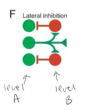 <p>The activity of one set of neurons can shut down the activity of other neurons at the same level. (F). Levels go from left to right</p>