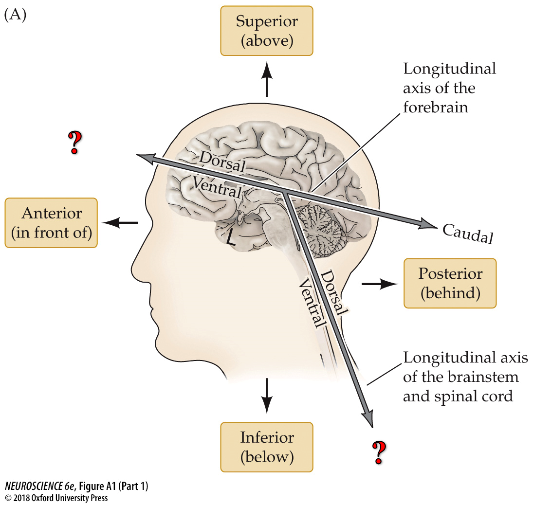 <p>Fill in the blanks marked “?” from top to bottom.</p>