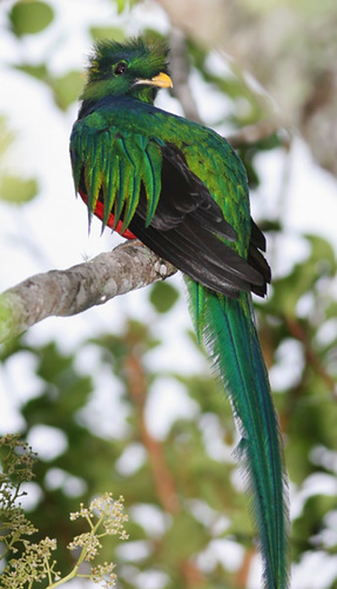 <p>the bird</p>