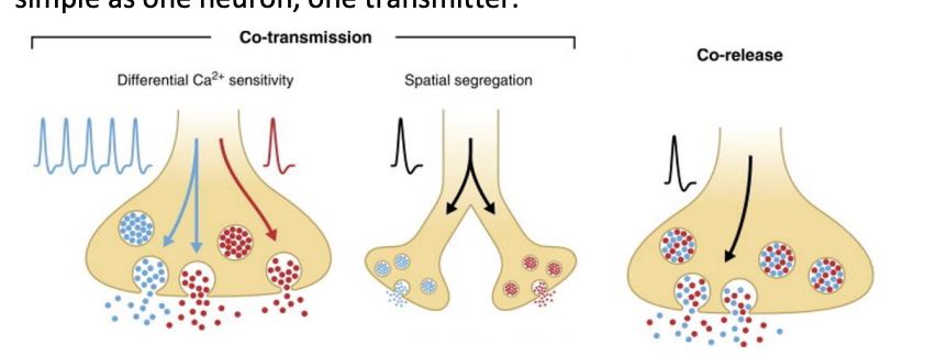 <ul><li><p>maining separate vescicle pools for different transmitter</p></li></ul><p></p>