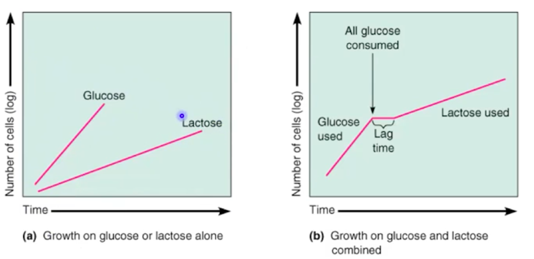 <ul><li><p><strong>Catabolite repression</strong> causes bacteria to preferentially use glucose</p></li><li><p><strong>Diauxic growth</strong>: Glucose metabolism first, followed by lactose metabolism</p></li></ul><p></p>