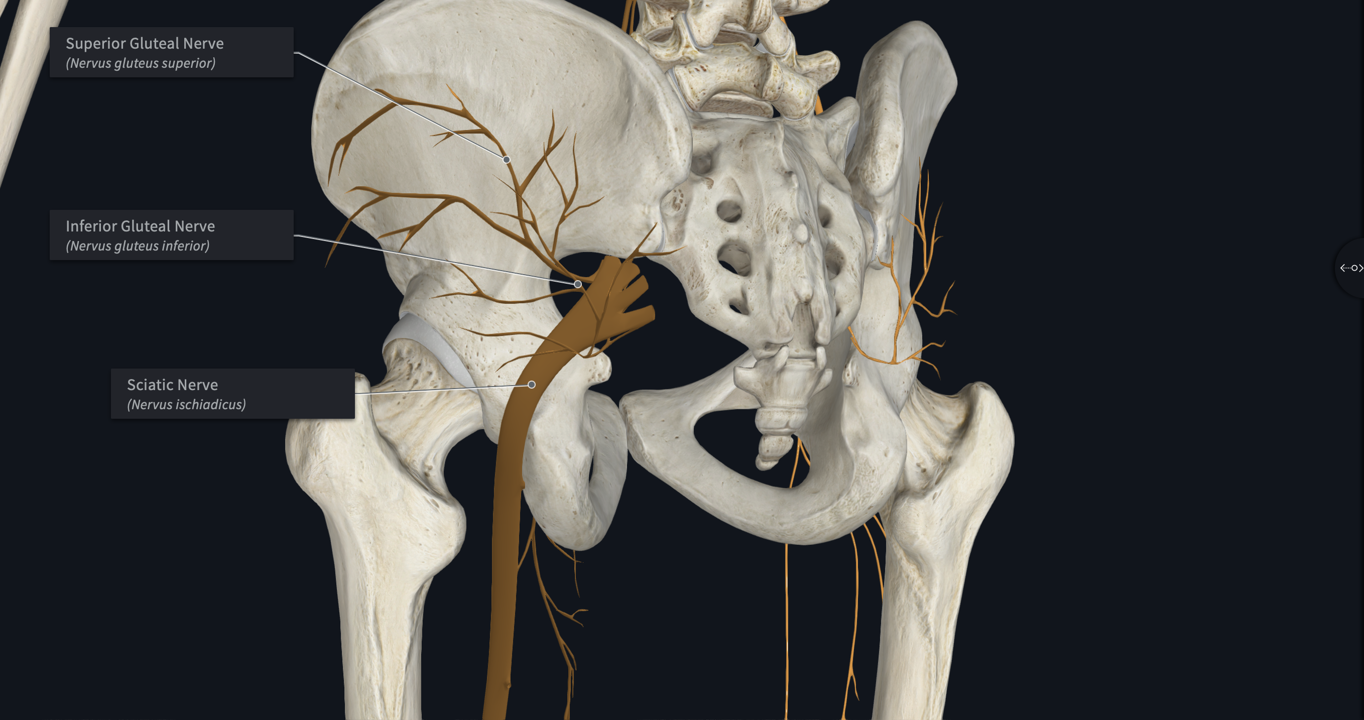 <p>Major branches of which plexus?</p><ul><li><p>Sciatic Nerve</p></li><li><p>Inferior Gluteal Nerves</p></li><li><p>Superior Gluteal Nerves</p></li></ul>