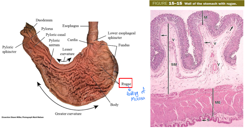 <ul><li><p>folding of mucosa in wall of stomach body </p></li><li><p>folds when stomach is empty and disappears when stomach is full </p><p></p></li></ul>