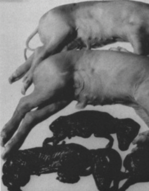 <p>Porcine parvovirus (PPV)&nbsp;</p>