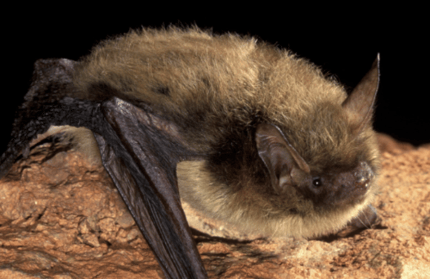 <p>Genus, habitat, range</p>