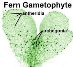 <p>Fern Antheridia and Archegonia - Pteridophyta</p>