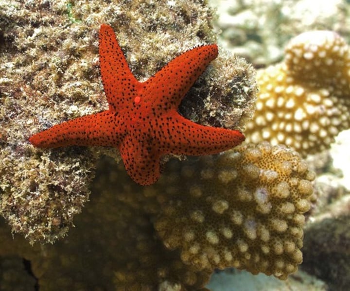 <p>Class of sea stars</p>