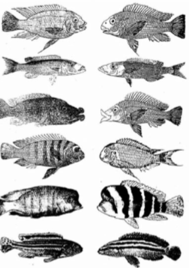 <ul><li><p>evolved independently in Lake Malawi and Lake Tanganyika</p></li><li><p>look similar when pairing up</p></li><li><p>fill the same niches in different lakes separately from each other</p></li></ul>