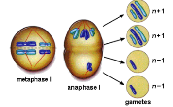 <p>failure of homologous pairs to separate</p>