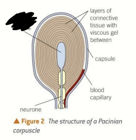 This is an image of the Pacinian corpuscle, what is the name of the missing label?