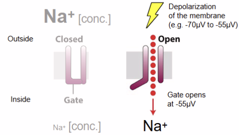 <ul><li><p><strong>voltage-gated channel:</strong> respond to charge changes across membrane; i.e. Na+ and K+</p><ul><li><p><strong>cell membrane potential</strong>: difference in charge across membrane</p></li><li><p><strong>action potential</strong>: passage of electric signal down a nerve axon</p></li></ul></li></ul><p></p>