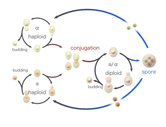 <p>one a- and one α-type haploid cell fuse via this process; fuse nuclei</p><p>sexual ________ between haploid cells of opposite mating type results in the formation of a diploid zygote</p>