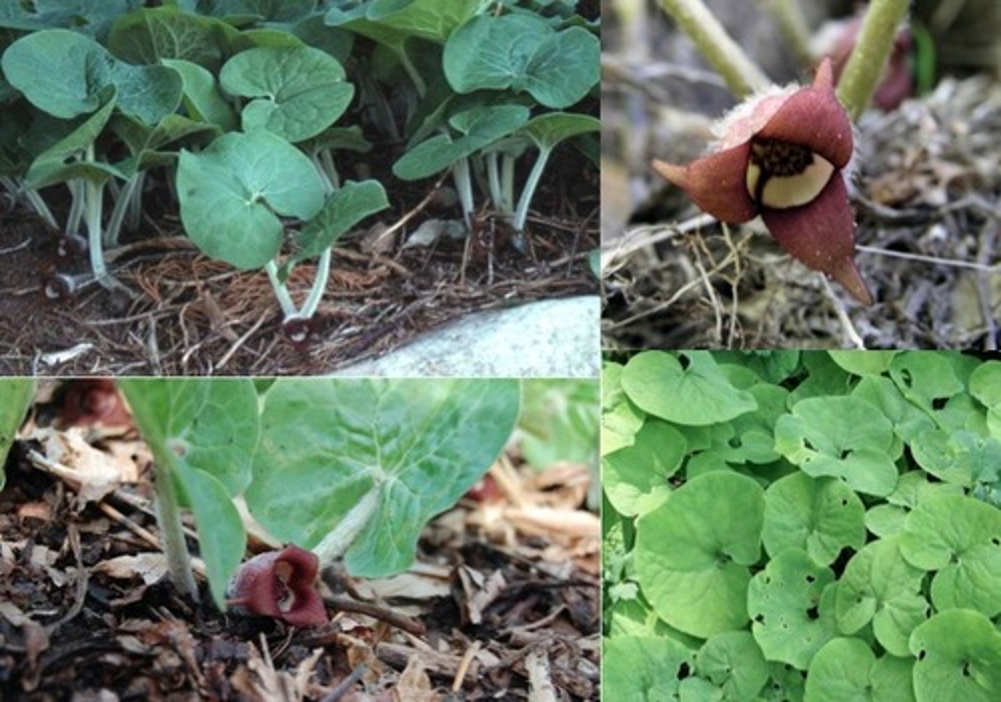 <p>Wild ginger</p>