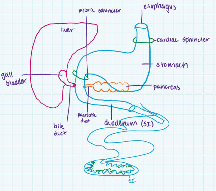 <ul><li><p>after stomach + pyloric sphincter</p><p></p></li></ul><p>-acid chyme enters duodenum</p><p>-stimulates <strong>pancreas</strong> to release <u>pancreatic juice </u><strong>(neutralizes + breaks into monomers)</strong> thru pancreatic duct</p><p>-stimulates the <strong>gall bladder</strong> to <u>release bile</u> thru bile duct <strong>(mechanical digestion)</strong></p><p>-goes to rest of small intestine</p><ul><li><p>mechanical (bile) + chemical digestion (enzymes)</p></li></ul><p></p>