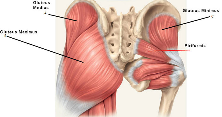 <ul><li><p>One of the strongest muscles in the human body</p></li><li><p>Responsible for movement of the hip and thigh</p></li><li><p>Standing up from a sitting position, climbing stairs, and staying in an erect position</p></li></ul><p></p>