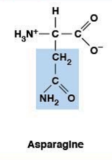 <ul><li><p><strong>Polar, uncharged </strong>HYDROPHILIC</p></li><li><p><strong>R-group:</strong> amide</p></li><li><p><strong>N-linked glycosylation site</strong></p></li></ul><p></p>