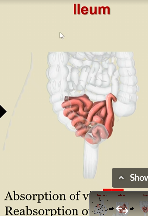 <p>absorption of vit B12 and reabsorption of bile salts </p>