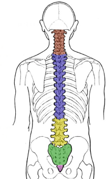 <p>General Structure of the Vertebrae </p>