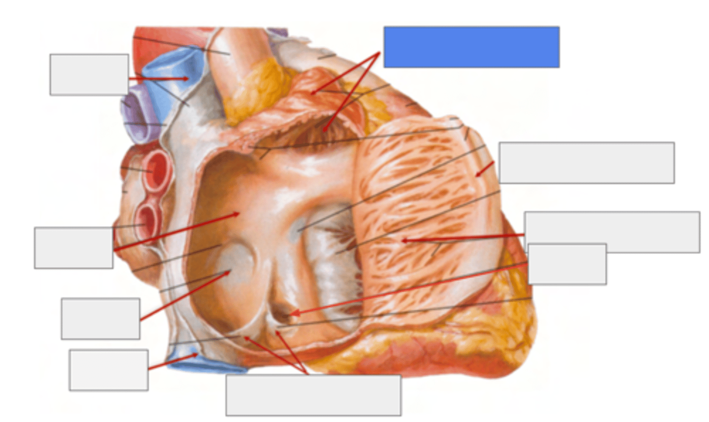 <p>Right Auricle</p>