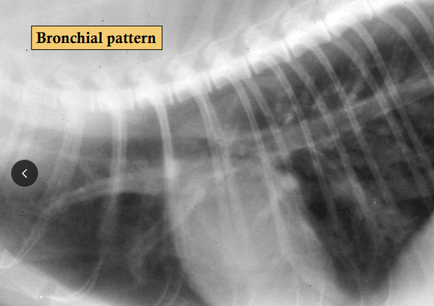 <p><span>Feline Lower Airway Disease</span></p>