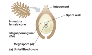 <p>develops in fertilized ovule= integument+megasporangium+megaspore</p>