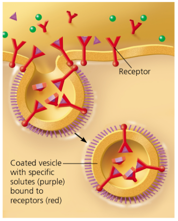 receptor-mediated endocytosis