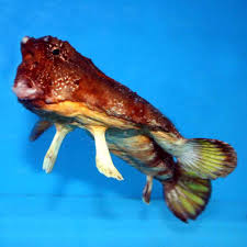 <p>bat fish</p>