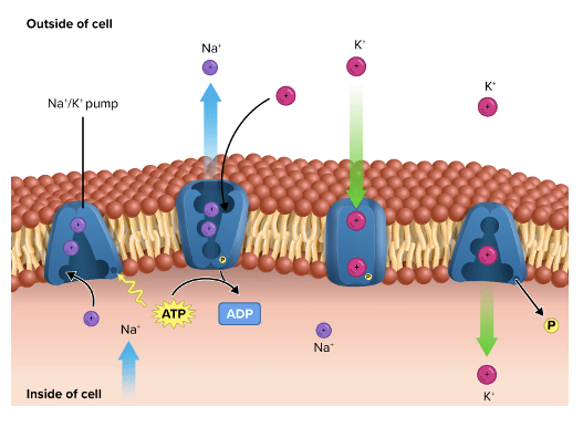<ul><li><p>determined by the ion channels and pumps</p></li><li><p><strong>sodium-potassium pump</strong></p><ul><li><p>help to maintain the difference in cytoplasmic and extracellular concentrations of ions</p></li></ul></li><li><p><strong>leak channels</strong></p></li><li><p><strong>gated channels</strong></p></li></ul><p></p>